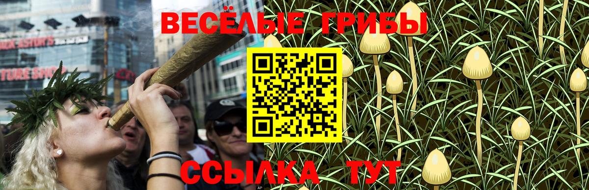 Галлюциногенные грибы Psilocybe Белая Калитва